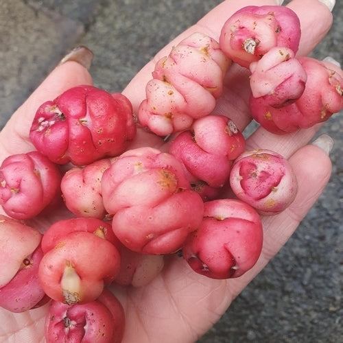 Oca 'Zoetewei Pink'