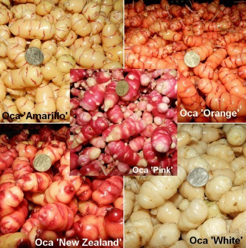 Oca 'Collection'