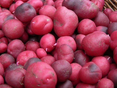 Ulluco 'Beet Red'
