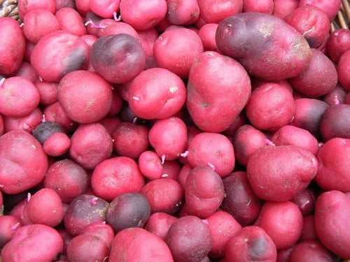 Ulluco 'Beet Red'