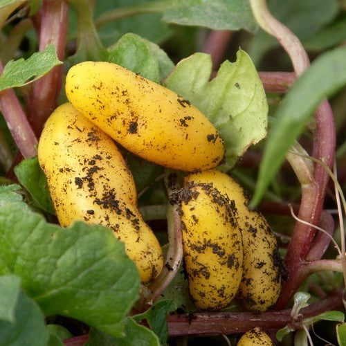 Ulluco 'Long Yellow' / 'Yellow Banana'