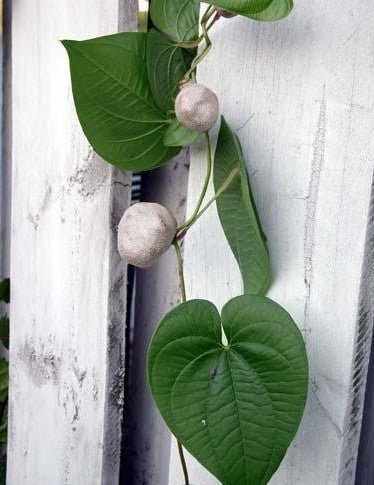 Yam, Chinese