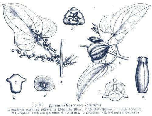 Yam, Chinese