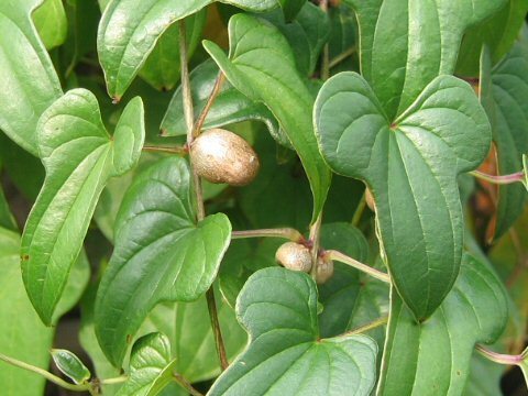 Yam, Chinese