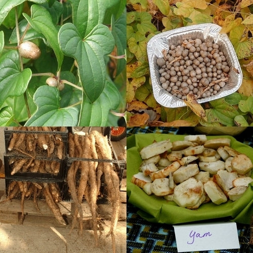 Yam, Chinese
