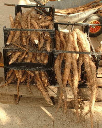Yam, Chinese