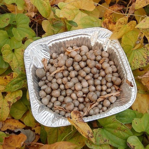 Yam, Chinese