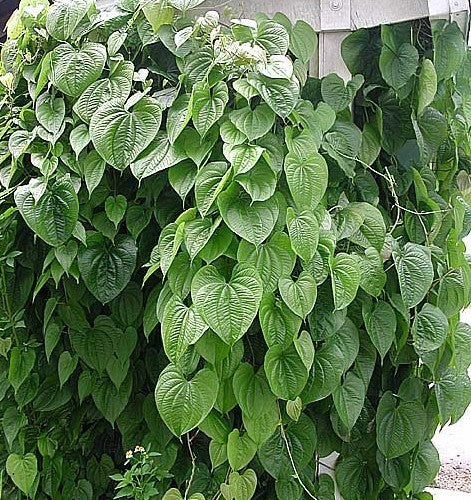 Yam, Chinese