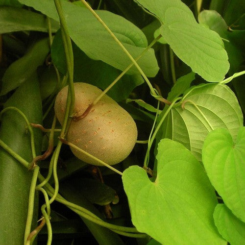 Yam, Chinese