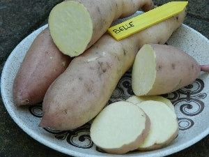 Zoete Aardappel 'Belle'