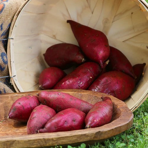 Zoete Aardappels 'Marjoke'