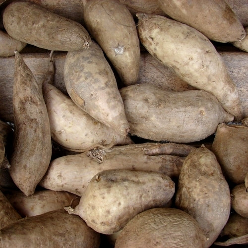 Zoete Aardappels 'Witte van de Ecohoeve'