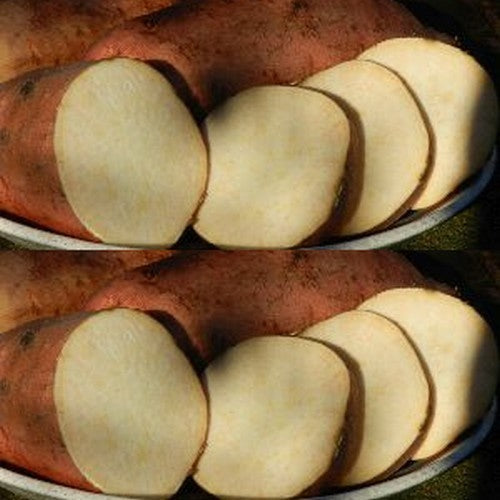 Zoete Aardappels 'Golden Eye'