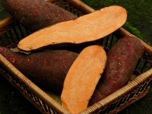 Zoete Aardappels 'Carolina Ruby'