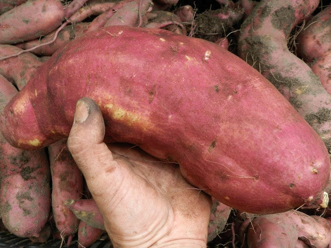 Sweet Potato 'Erato White'