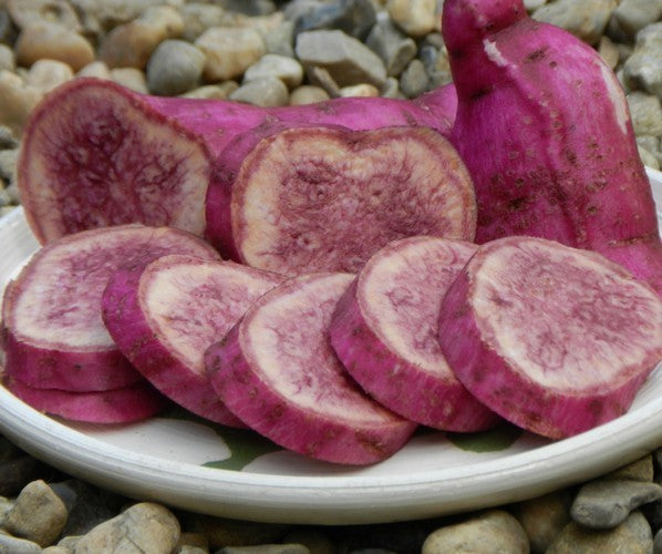 Zoete Aardappels 'Purple 2'