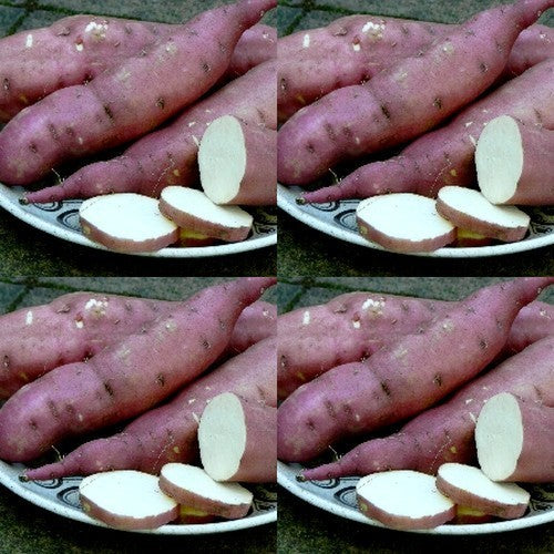 Sweet Potatoes 'Hektor'