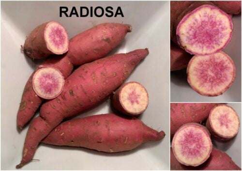 Zoete Aardappels 'Radiosa'