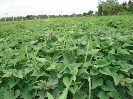 Zoete Aardappels 'Taining 65' / 'Tainung 65'