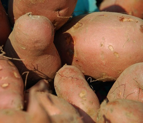 Zoete Aardappels 'Taining 65' / 'Tainung 65'