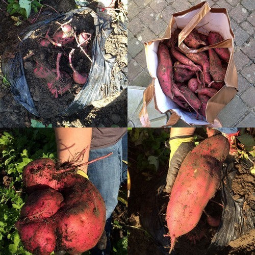 Zoete Aardappels 'Taining 65' / 'Tainung 65'