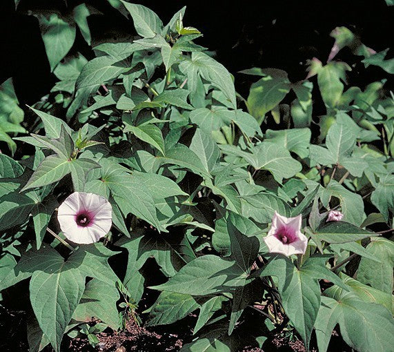 Zoete Aardappels 'Taining 65' / 'Tainung 65'