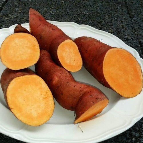 Zoete Aardappels 'Beauregard Improved'