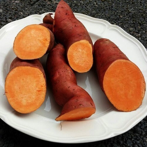 Zoete Aardappels 'Beauregard Improved'