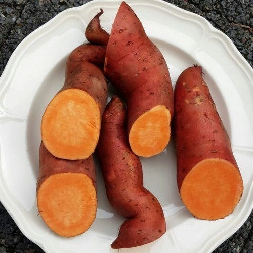 Zoete Aardappels 'Beauregard Improved'