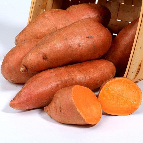 Zoete Aardappels 'Beauregard Improved'