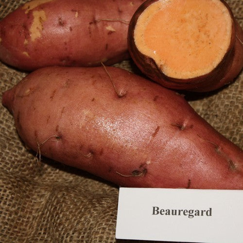 Zoete Aardappels 'Beauregard Improved'