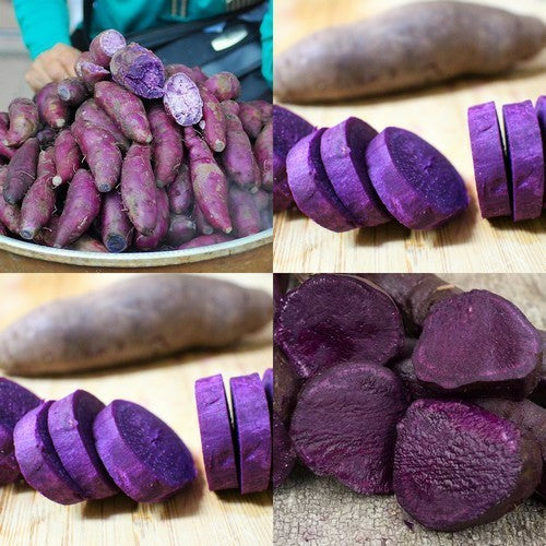 Zoete Aardappels 'Okinawan Purple' / 'Molokai Improved'