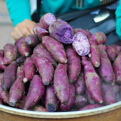 Zoete Aardappels 'Okinawan Purple' / 'Molokai Improved'