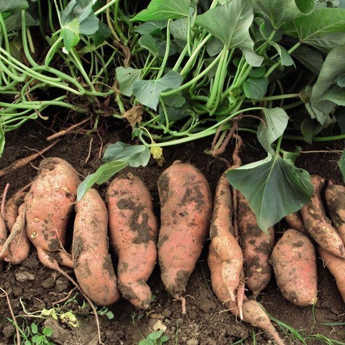 Zoete Aardappels 'Georgia Jet'