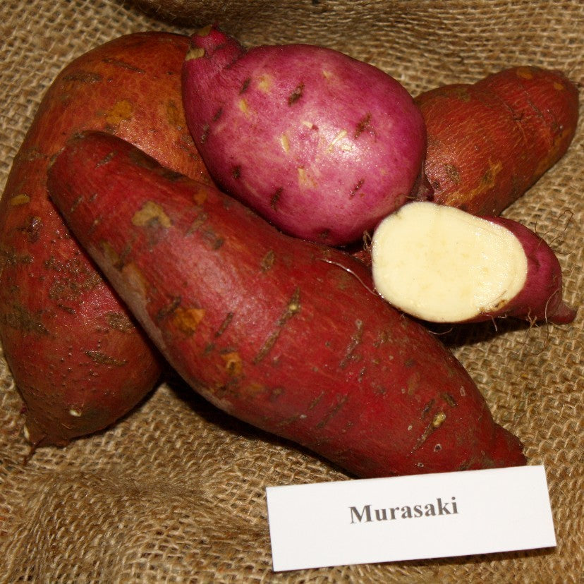 Zoete Aardappels 'Murasaki'