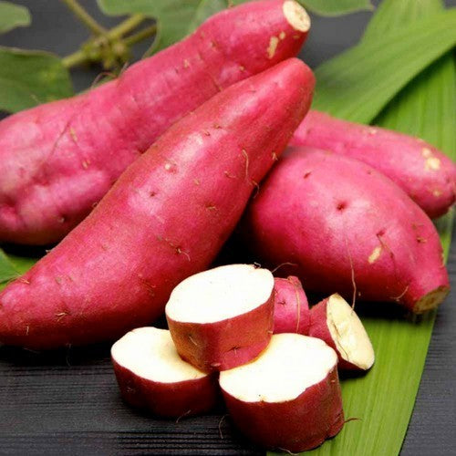 Zoete Aardappels 'Murasaki'