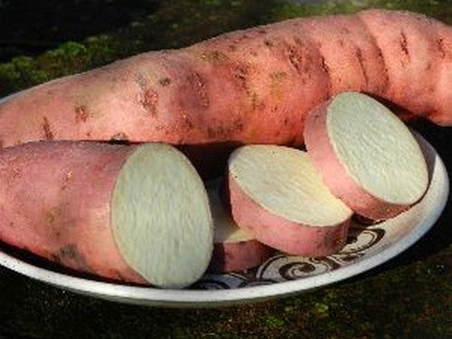 Zoete Aardappels 'S17-001'