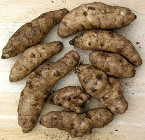 Zonnewortel 'Herman'