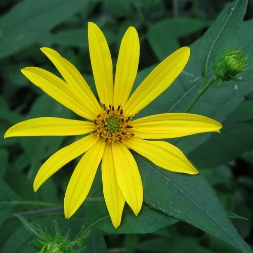 Zonnewortel 'Aurora Rubin'