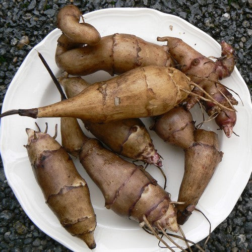 Zonnewortel 'Herman'