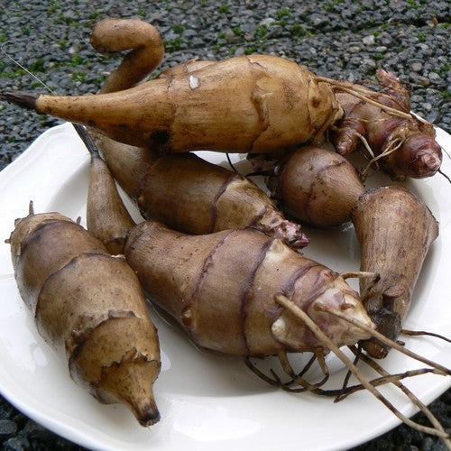 Zonnewortel 'Herman'