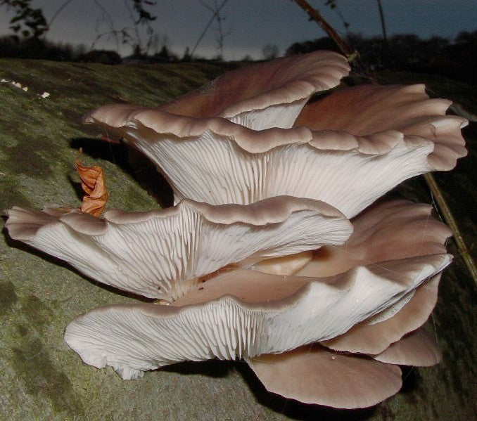 Pluggen - Winteroesterzwam