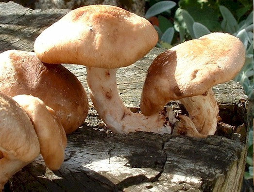 Pluggen - Shiitake