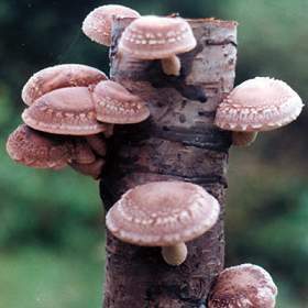 Pluggen - Shiitake