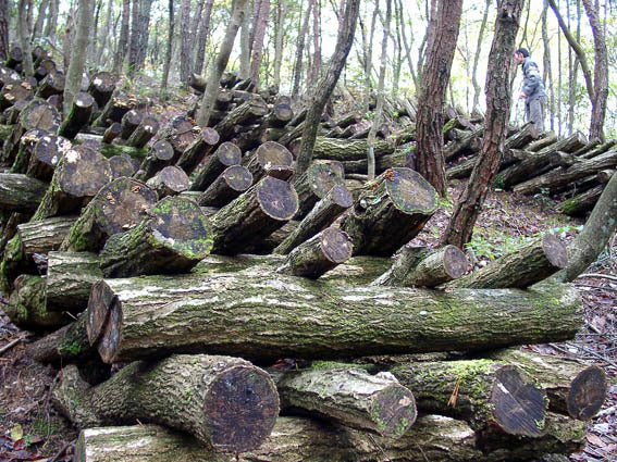 Pluggen - Shiitake