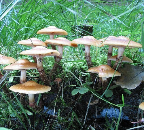 Pluggen - Bundelzwam
