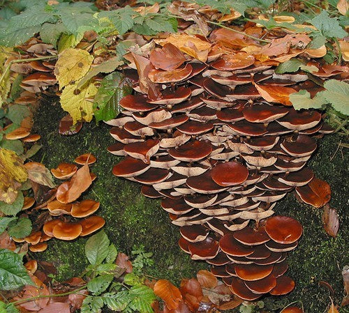 Pluggen - Bundelzwam