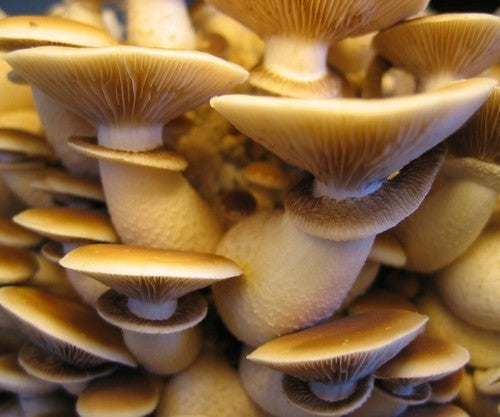 Plugs - Poplar Fieldcap