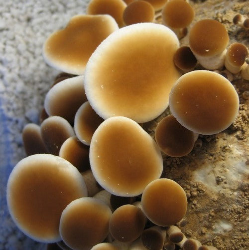 Plugs - Poplar Fieldcap