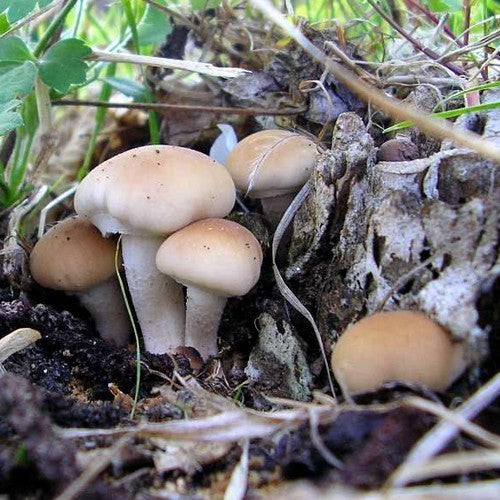 Plugs - Poplar Fieldcap